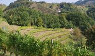 E Bargain: Farm+building plot + vineyard +4.7 hect. Click here for more details. E Bargain: Farm+building plot + vineyard +4.7 hect. Click here for more details.